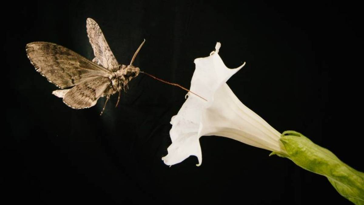 Mariposa na Flor