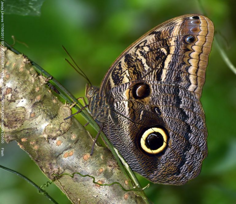 Mariposa na Árvore