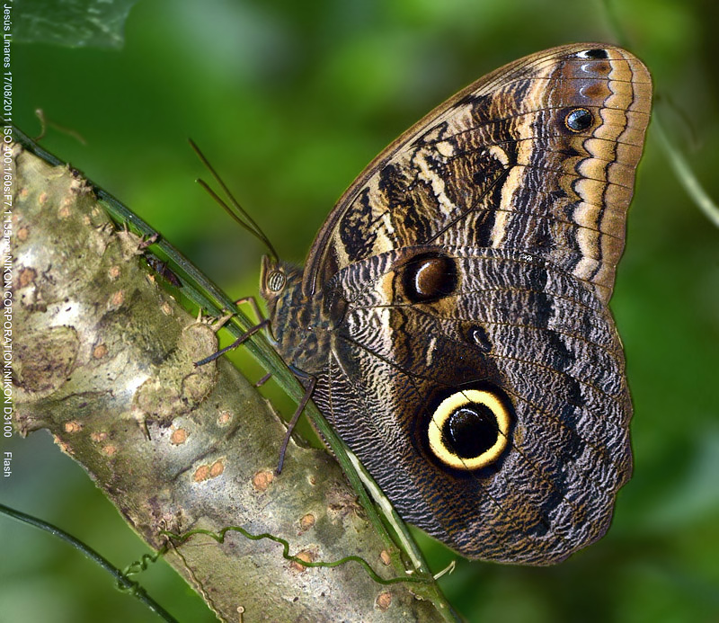 Espécies De Mariposas Lista Com Tipos – Nomes E Fotos