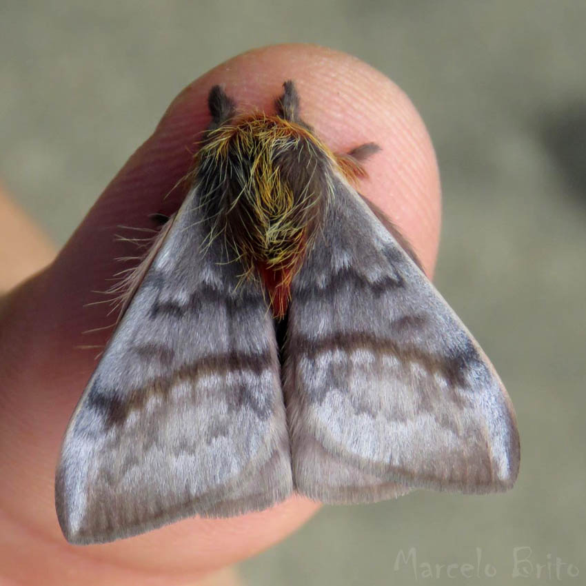Mariposa no Dedo de uma Pessoa