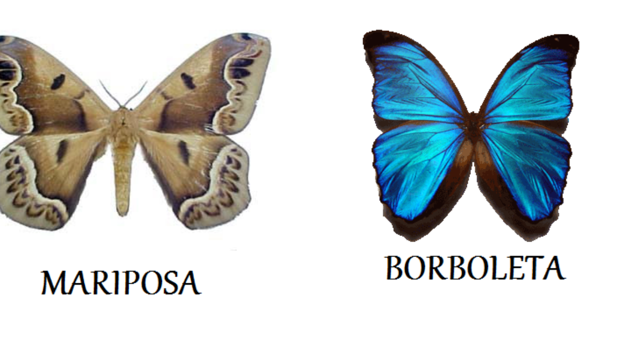 Mariposas x Borboletas