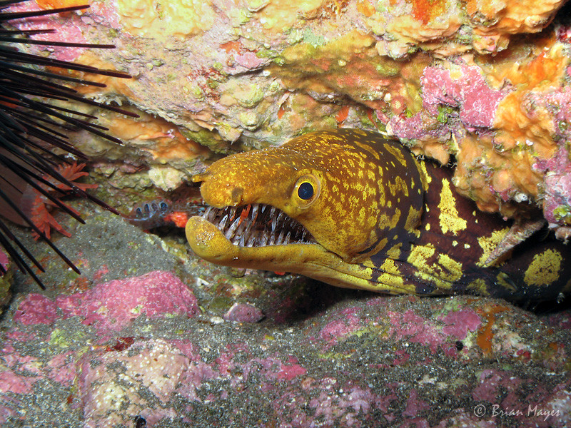 Moreia Tigre Mostrando os Dentes 