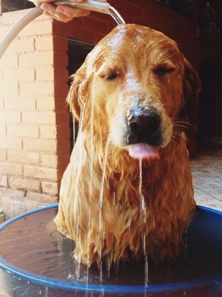 Pode Dar Banho Frio no Cachorro? Faz Mal ao Bicho? | Mundo Ecologia