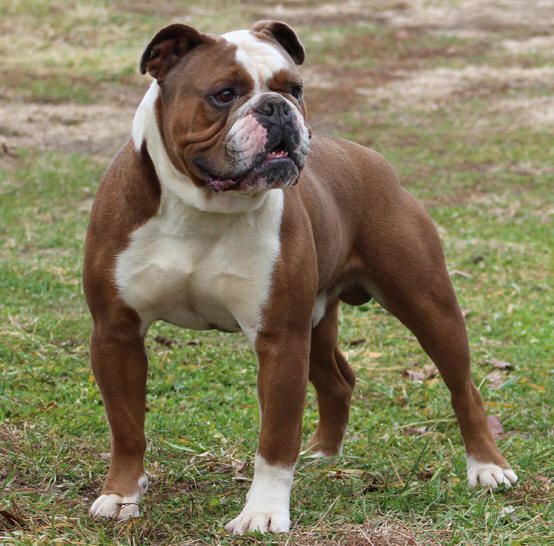 Olde English Bulldog