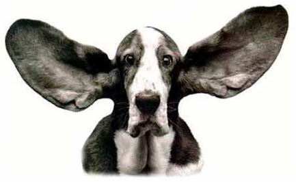 Orelha do Basset Hound