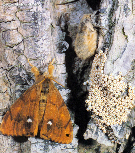 Ovo de Mariposa 