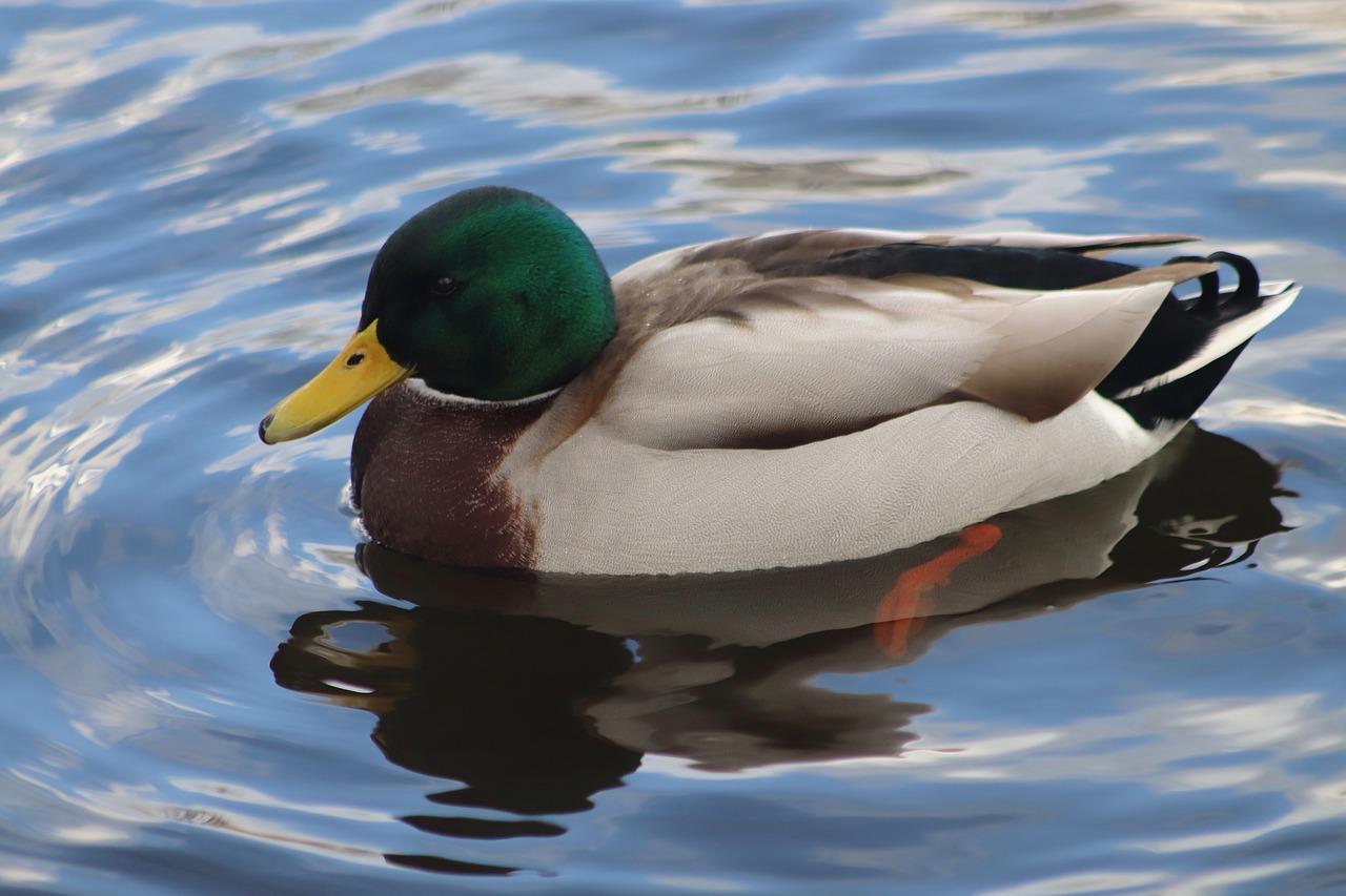 Pato Nadando na Água