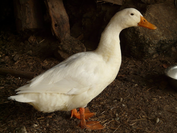 Patos Solitários