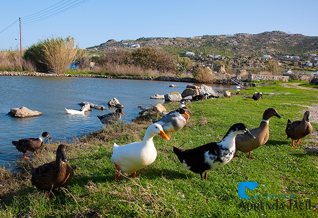 Patos e Marrecos 