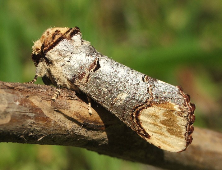 Phalera Bucéfala