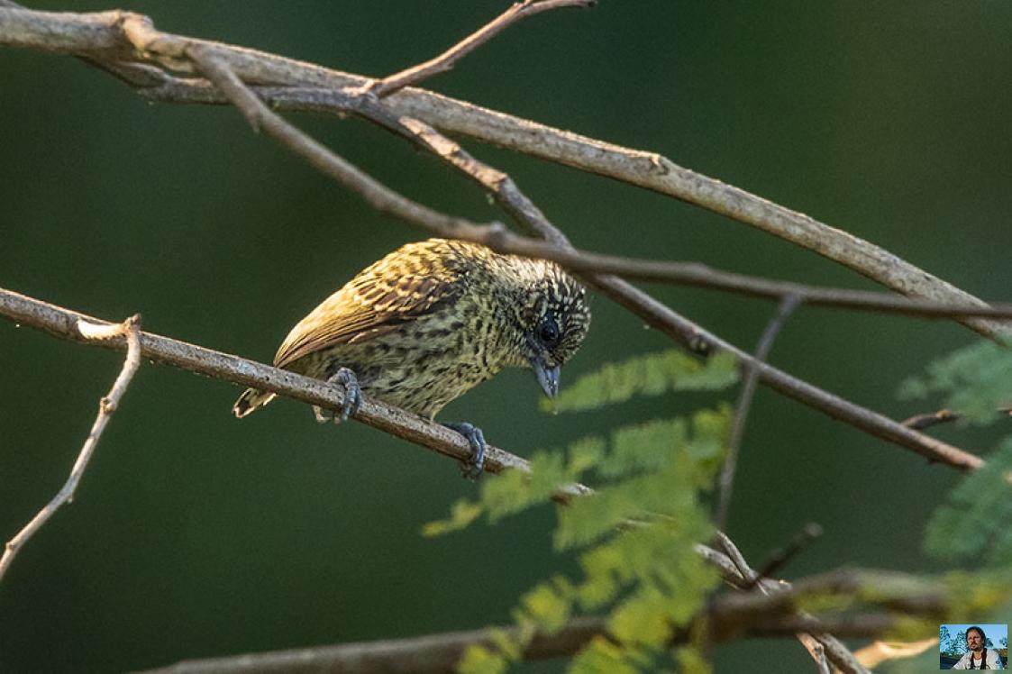 Pica-Pau-Anão-Da-Várzea no Alto da Árvore 