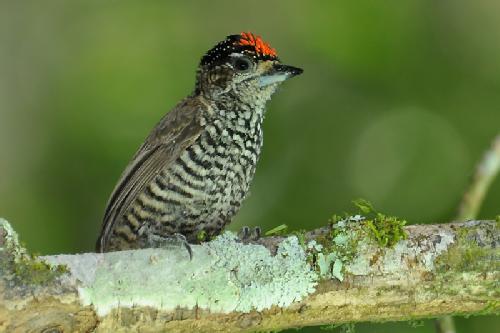 Pica-Pau-Anão-Dourado Fotografado de Frente 