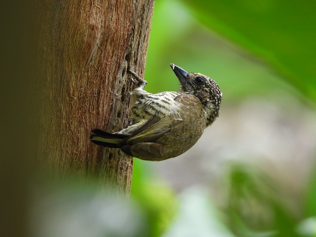Pica-Pau-Anão-Dourado na Madeira