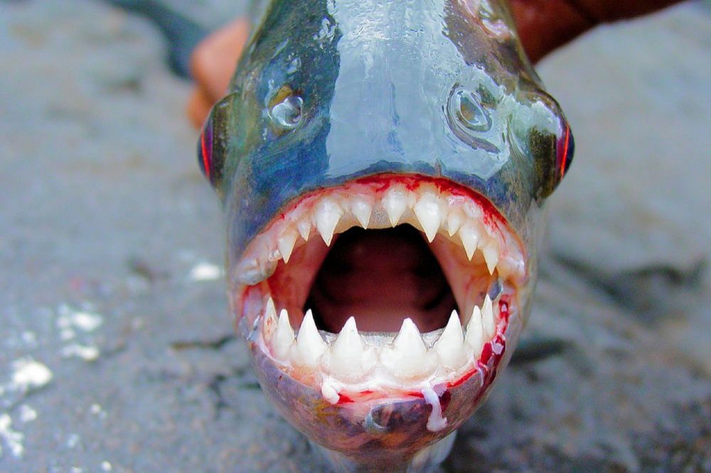 Piranha