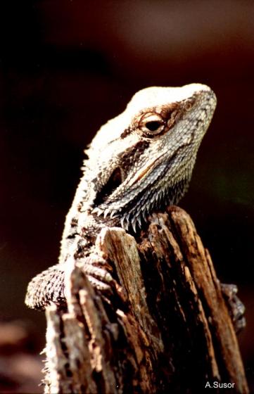 Lagarto Dragão Barbudo: Características, Nome Científico e Fotos