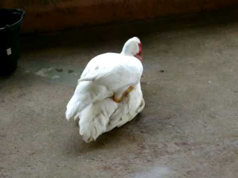 Reprodução dos Patos