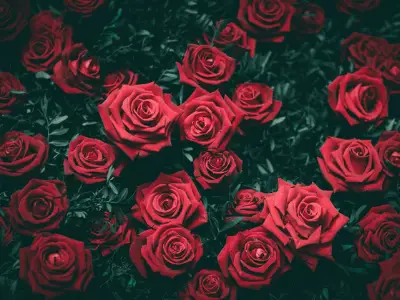 Rosas - A Famosa