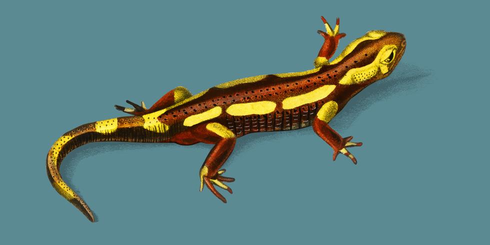 Salamandra-de-Fogo