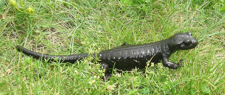 Salamandra-de-Lanza na Grama