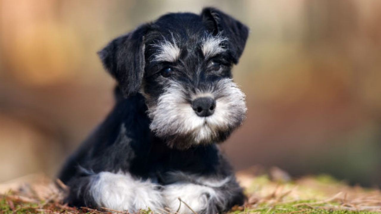 Qual o Peso Ideal de um Schnauzer Adulto e Filhote