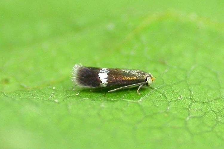 Stigmella Alnetella