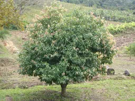 Árvore Cinnamomum