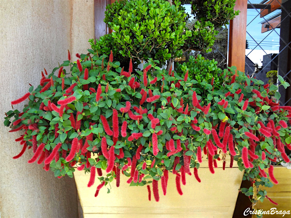 Acalypha Reptans no Vaso 