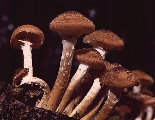 Armillaria Ostoyae