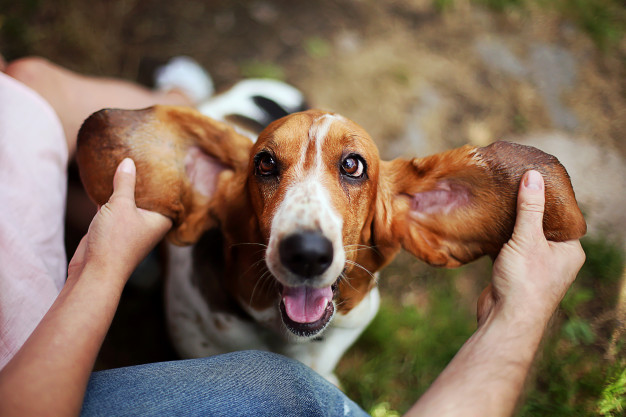 Basset Hound Com o Dono 