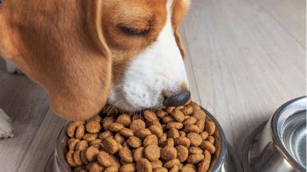 Basset Hound Comendo Ração