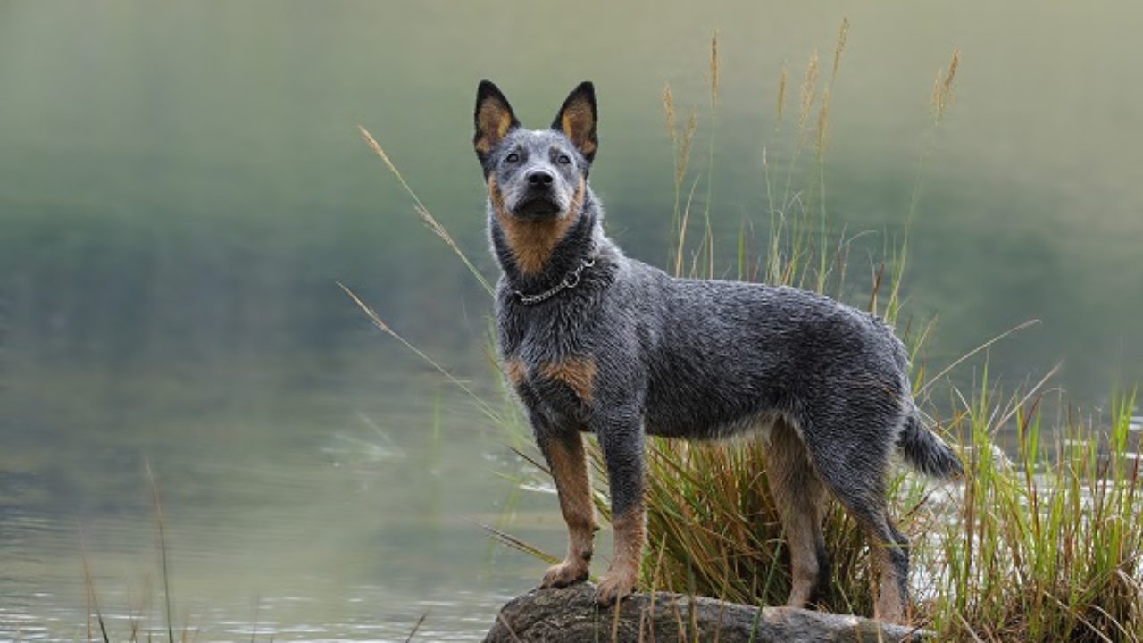 Boiadeiro-Australiano