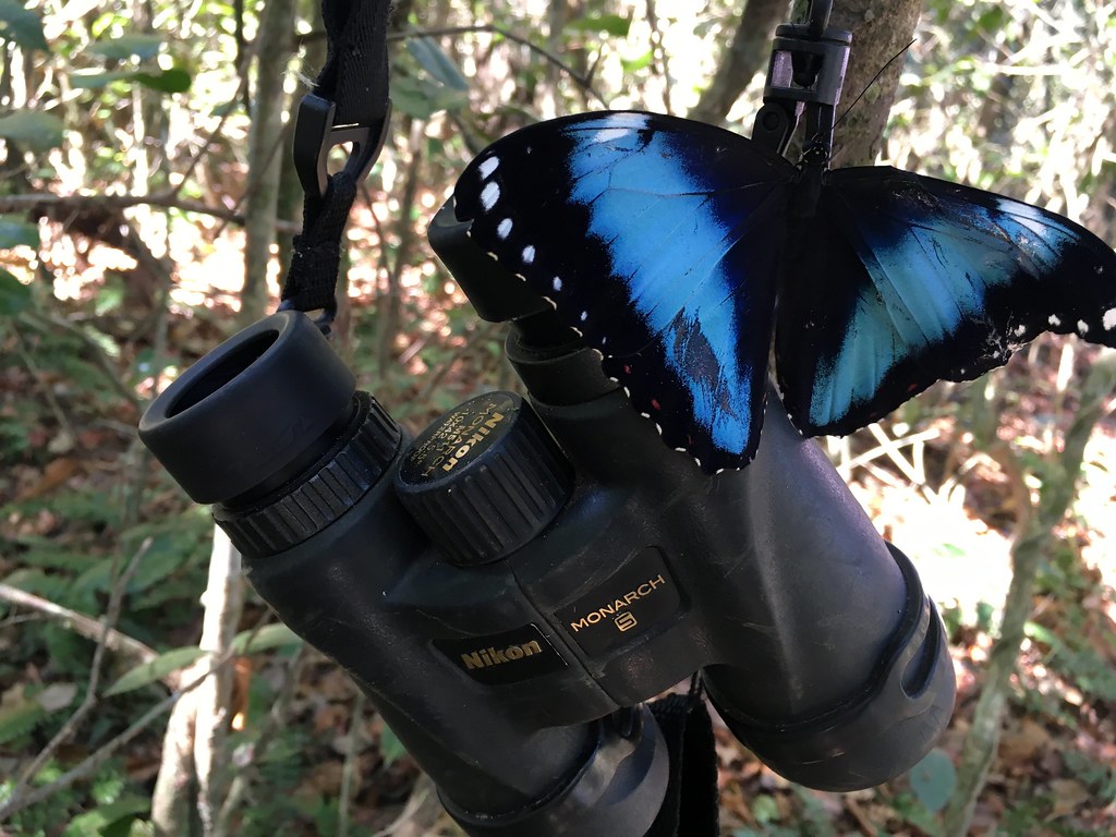 Borboleta Morpho Azul Parada no Binóculo 