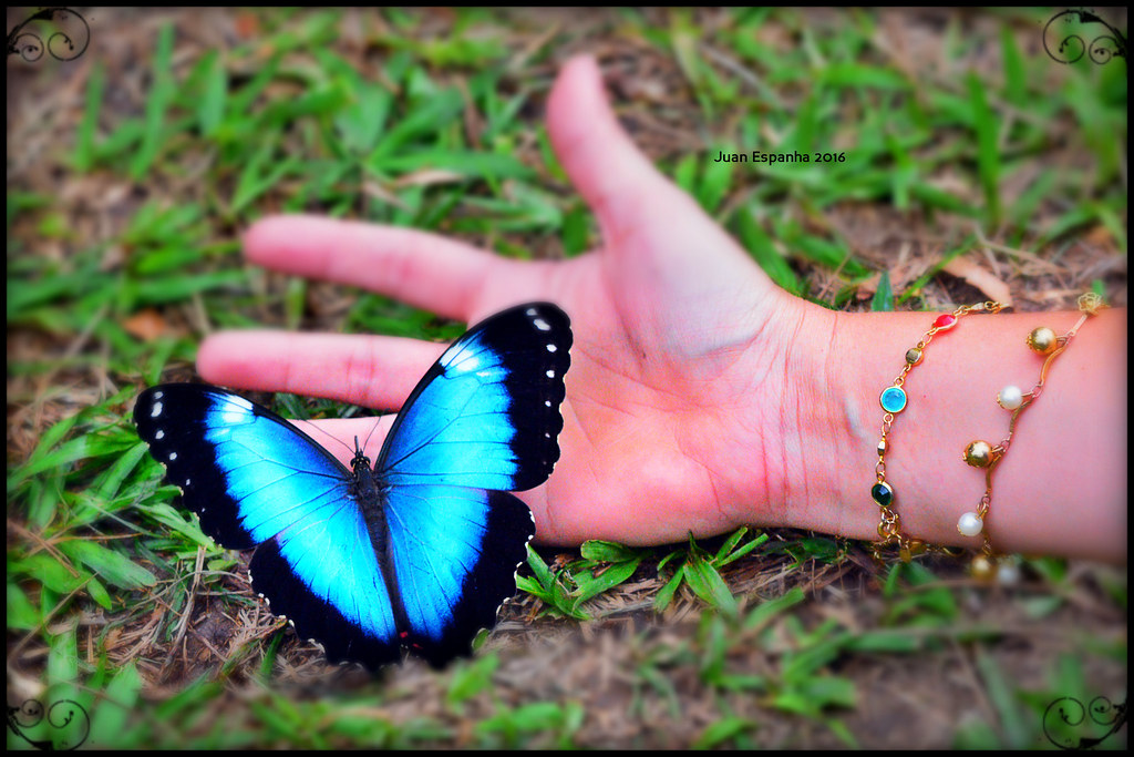 Borboleta Morpho Azul na Mão de uma Pessoa 