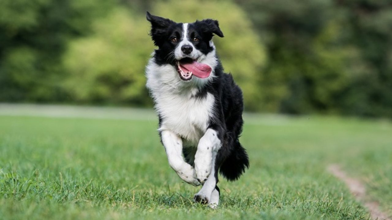 Border Collie