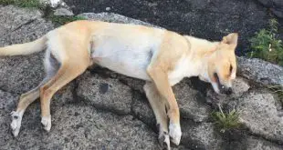 Cachorro Morto na Calçada
