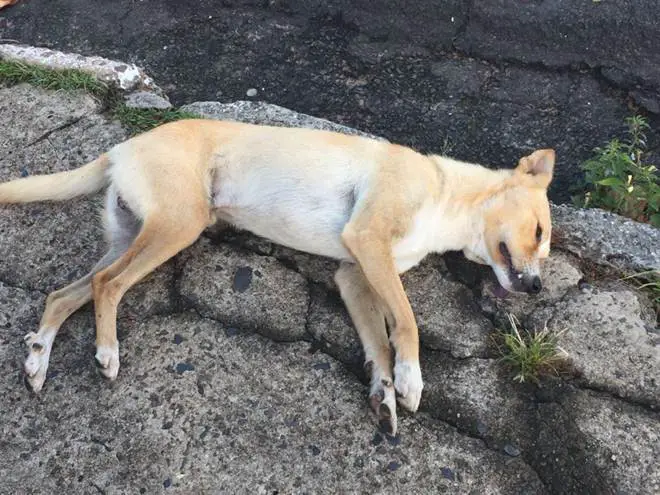 Cachorro Morto na Calçada 