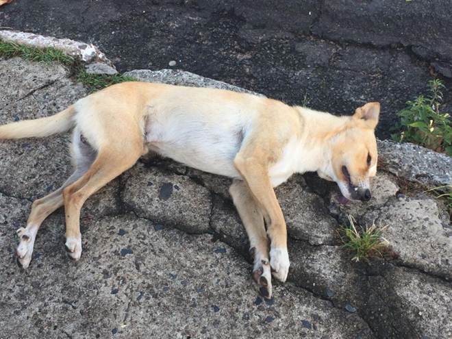 Cachorro Morto na Calçada