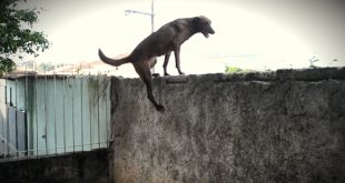 Cachorro Pular o Muro