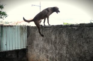 Cachorro Pular o Muro