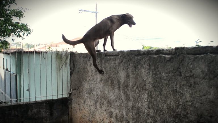 Cachorro Pular o Muro