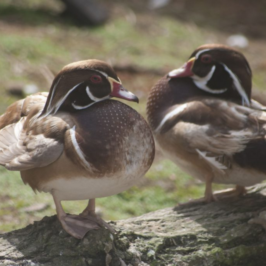 Casal de Carolina Canela