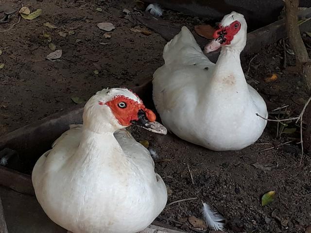 Casal de Pato 