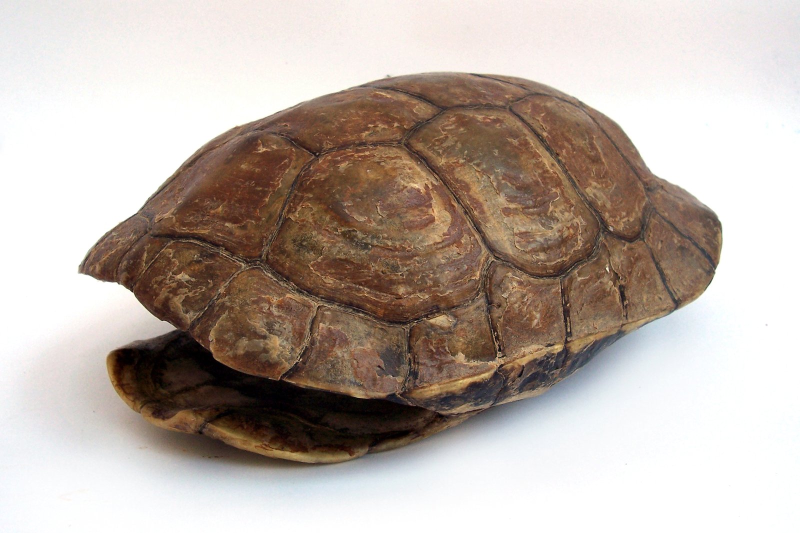 Turtle shell. Панцирь черепахи референс. Панцирь черепахи. Черепаший панцирь. Карапакс и пластрон.