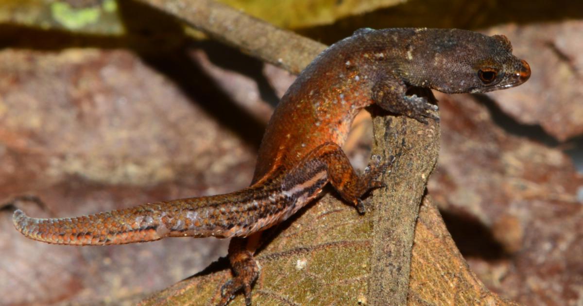 Chatogekko Amazonicus na Árvore