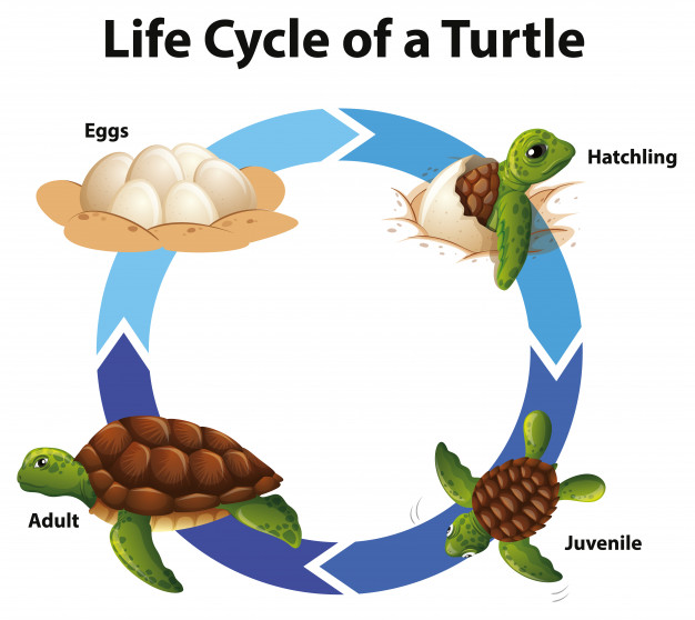 Ciclo de Vida da Tartaruga 