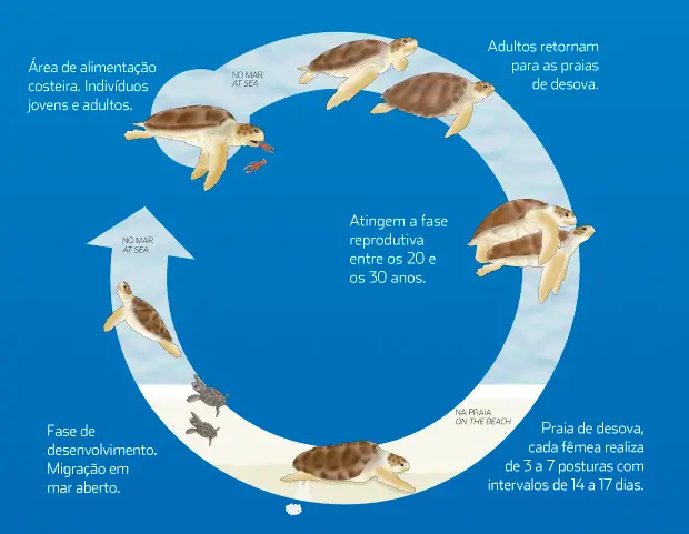Ciclo de Vida da Tartaruga 