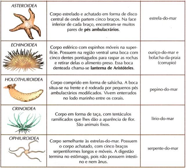 Classes de Equinodermos