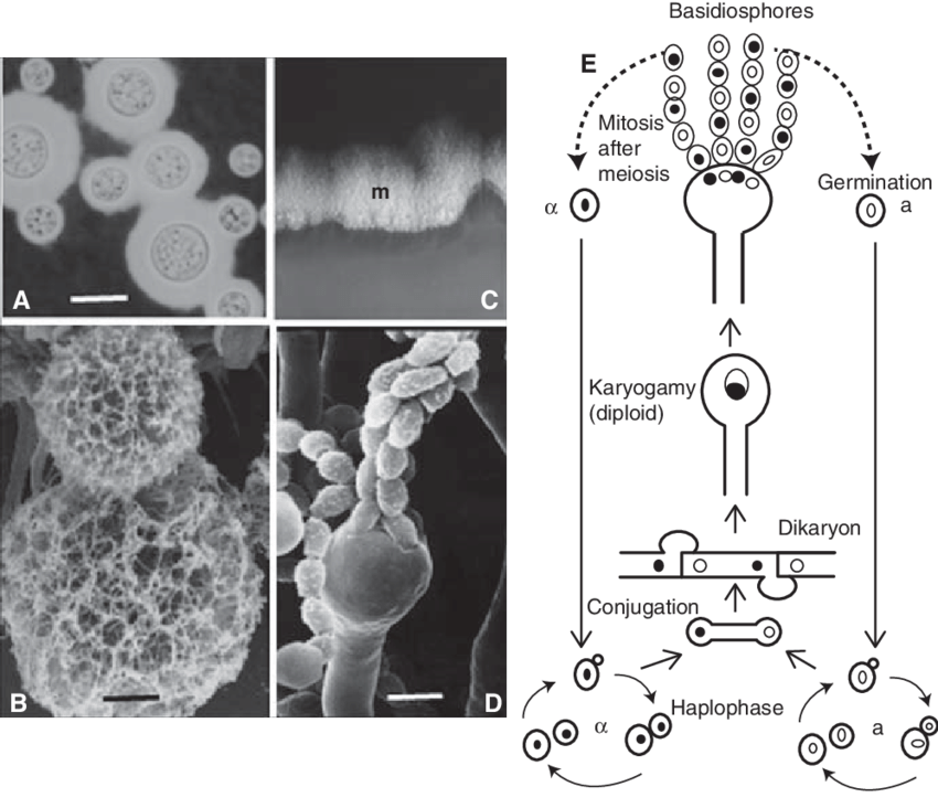 Cryptococcus Neoformans