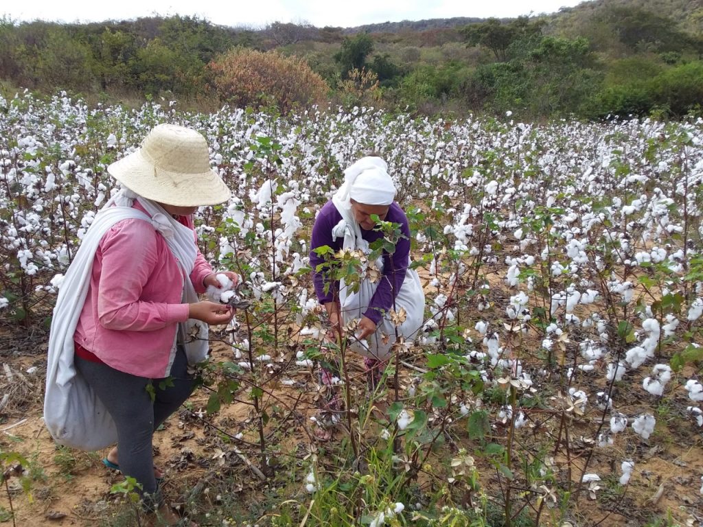 Cultivando 