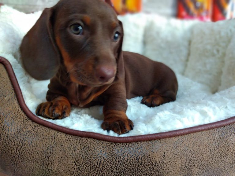 Dachshund Filhote